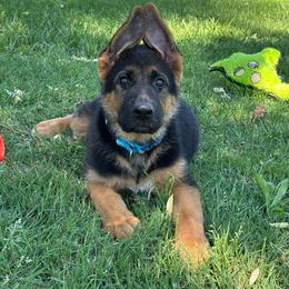 - John Boy - - Black and red male German Shepherd puppy in Galt, California from At Redwood Runs