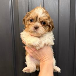 Godiva - Liver and white female Shih Tzu puppy in Stroud, Oklahoma from Laik’s Little Shihtz & Poms