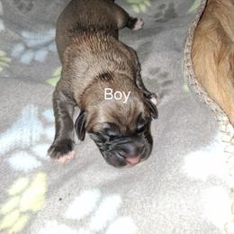 Fawn Boy - Fawn male Mastiff puppy in Uhrichsville, Ohio from Angela's Mastiffs