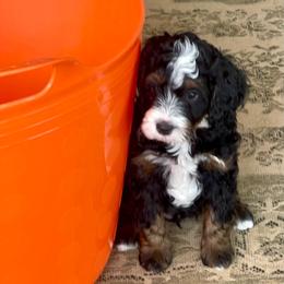 Iris - Tri-color female Bernedoodle puppy in Mount Pleasant, Texas from Hilary’s Doodle Ranch