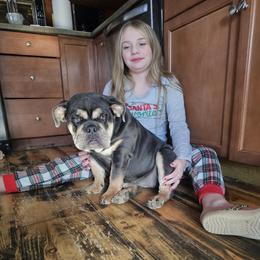 Yasmine - Blue tri-color female Bulldog puppy in Angelica, New York from Snapp Valley Bulldogs