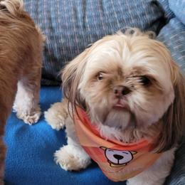 Shih Tzus from Lisa Inman