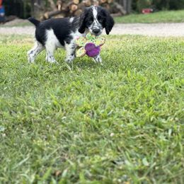 Cooper - Black and white male English Springer Spaniel puppy in Lake Tomahawk, Ohio from StoneyBrook Setters