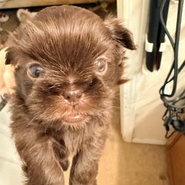 Apollo - Lilac male Shih Tzu puppy in Ocean Springs, Mississippi from Wood Foo Breeders