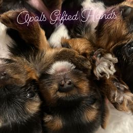 Yorkshire Terrier Puppies from Opals Gifted Hands