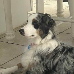 Australian Shepherd All Grown Up from Flowertown Aussies