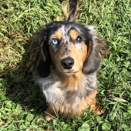 Gryff - Dachshund