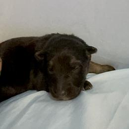 Red - Black and tan male German Shepherd puppy in La Follette, Tennessee from Moore German Shepherds