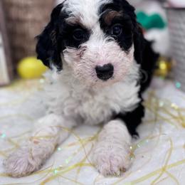 Hazel - Tri-color female Bernedoodle puppy in Jacksonville, Florida from Star of the Sea Doodles