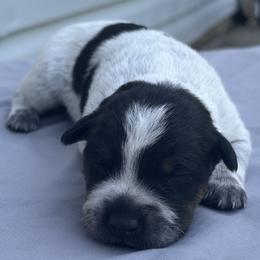 Julio - Blue male Australian Cattle Dog puppy in Seneca, Missouri from MO Morningstar Heelers
