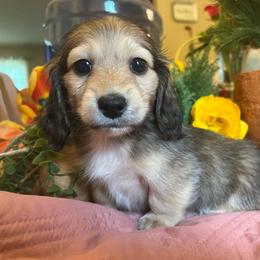 Bunny - Cream female Dachshund puppy in Perryville, Maryland from Heavenly Heritage Dachshunds and Doods