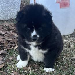 Nala - Black and white female Siberian Husky puppy in Summerville, South Carolina from Carolina Husky Lodge