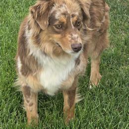 Dulce - Red merle female Miniature Australian Shepherd puppy in Jaroso, Colorado from Heaven Sent Aussies