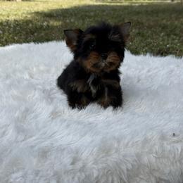 Tiny Armani  2. pound - Black and gold male Yorkshire Terrier puppy in Naples, Florida from 🤎 Dreaming Puppies 🐶