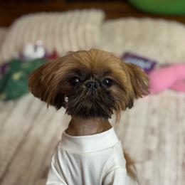 Julius - Shih Tzu