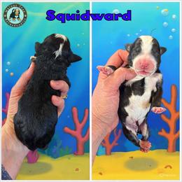 Squidward - Black and white male Bernedoodle puppy in Banner Elk, North Carolina from Walnut Tree Bernedoodles