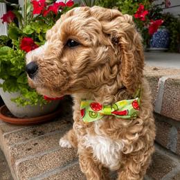 Chrys (Chrysanthemum) - Apricot male Goldendoodle puppy in Camden, North Carolina from Oopsie Doodles of NC