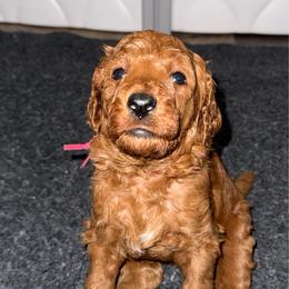 Pink - Red  female Poodle puppy in Keedysville, Maryland from Sunshine Red Standard Poodles