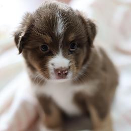 Maggie Mae - Red tri female Miniature Australian Shepherd puppy in Gretna, Virginia from Adams Acres Cattle Dogs