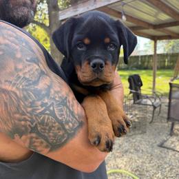 Male - Black and mahogany male Rottweiler puppy in Lyons, Indiana from White River Rottweilers