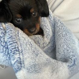 Girl 1 - Black and tan female Dachshund puppy in Oklahoma from DRB Dachshunds