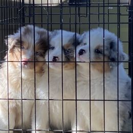 Australian Shepherd Puppies from Flying T Ranch