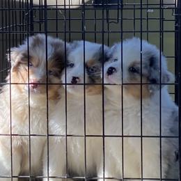 Australian Shepherd Puppies from Flying T Ranch