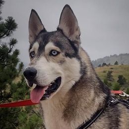 Sugar - Siberian Husky