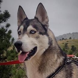Sugar - Siberian Husky