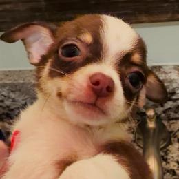 Hershey - Chocolate and white male Chihuahua puppy in Massachusetts, Massachusetts from Boston Chi Chis