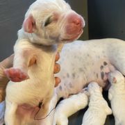 Kraken - White Dogo Argentino puppy in Winter Haven, Florida from Wayward’s Dogos and Spellbound Greyhounds