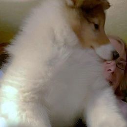 Coconut - White male Collie puppy in Mount Orab, Ohio from Plum Creek Collies
