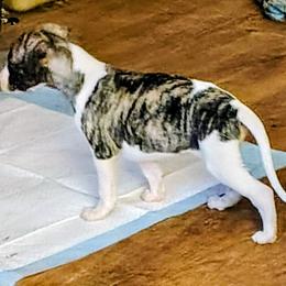 Miranda - White and fawn brindle female Whippet puppy in Goldendale, Washington from Amulet Charm