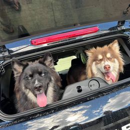 Siberian Husky All Grown Up from Joel's Husky Kennels