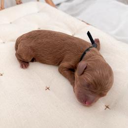 Brownie - Red male Cavapoo puppy in Apache Junction, Arizona from Coffey House Doodles