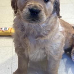 Tesla - Dark golden female Golden Retriever puppy in Grant County, Indiana from On The Sunny Side Pavey Farms
