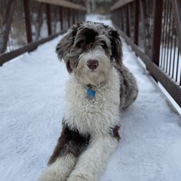 Oakley - Aussiedoodle