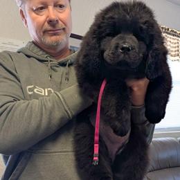 Female 5 Dark Pink Collar - Black female Newfoundland puppy in Burfordville, Missouri from Umfleet Farms