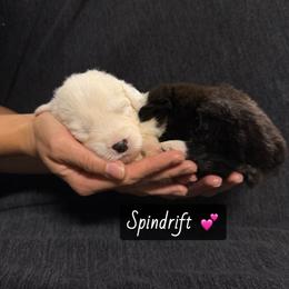 Spindrift - Gray and white female Old English Sheepdog puppy in Bristol, Indiana from Ridgeruns OES