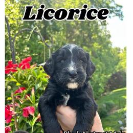 Licorice - Black and white male Bernedoodle puppy in High Point, North Carolina from Kingsfield Doodles