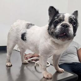 Princess - French Bulldog