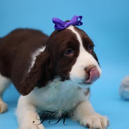 English Springer Spaniel and Springerdoodle Puppies from Family Raised Doodles