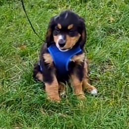Bernedoodle Puppies from Puppies by Piper