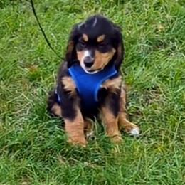 Bernedoodle Puppies from Puppies by Piper