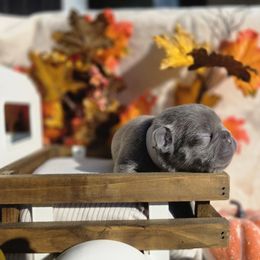 White Collar Girl - Blue female French Bulldog puppy in Burleson, Texas from Diamond Deluxx Frenchies