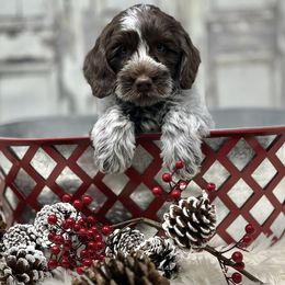 St. Nick - Chocolate male Australian Labradoodle puppy in Brush Prairie, Washington from Fancy Pants Labradoodles