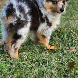Miniature Australian Shepherds and Toy Australian Shepherds from Garretts Green Acres