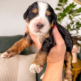 Pearl - Tri-color female Bernedoodle puppy in Ammon, Idaho from Little Stone Bernedoodles