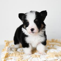AC DC - Black and tan male Pembroke Welsh Corgi puppy in Mona, Utah from Sorensen Corgis
