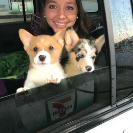American Corgi and Pembroke Welsh Corgi Puppies from Lonesome Boone Corgis